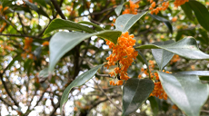 【组图】桂花晚来香 花满自然秋