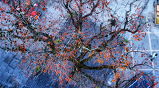 浙江余姚：古村迎金秋 又见柿子红