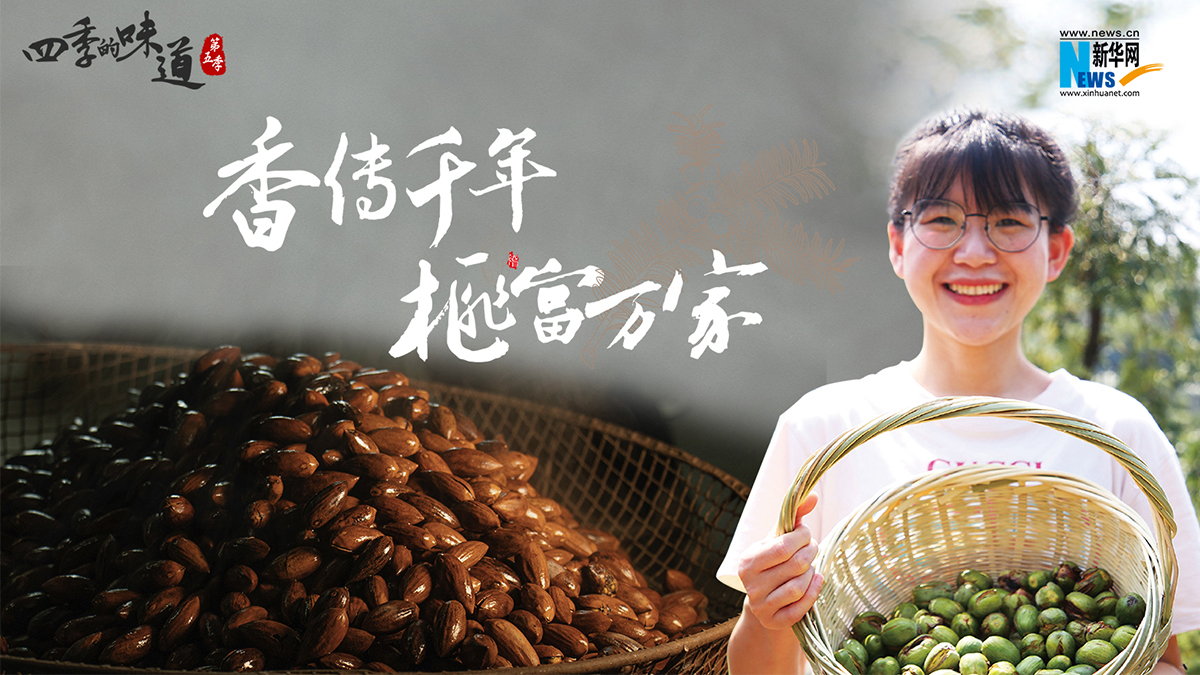 香传千年 榧富万家