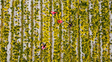 组图丨浙江文成：百亩&ldquo;金&rdquo;花开 农户展笑颜