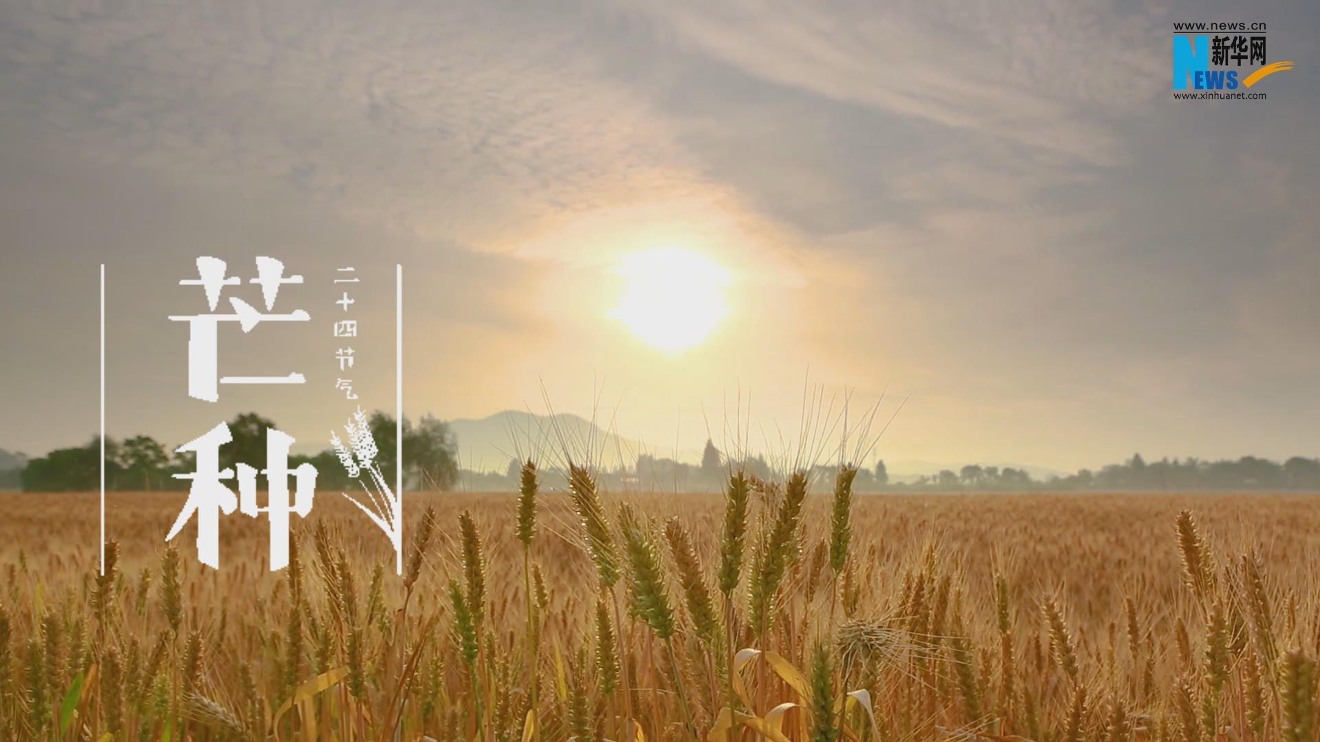 节气丨芒种 麦浪翻滚收割忙