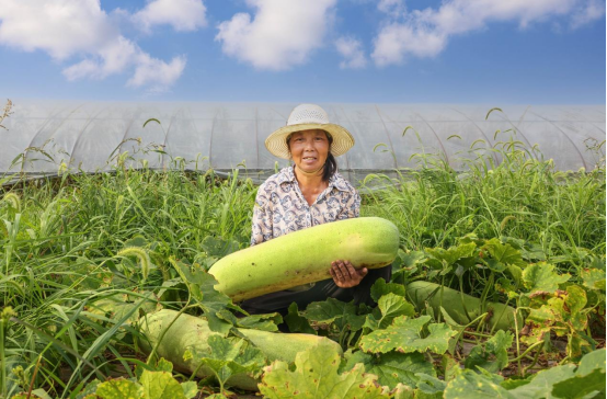 组图｜笑脸盈盈迎夏收